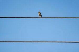 A Bird’s Eye View Life from Above