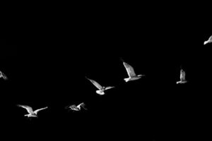 A World of Birds