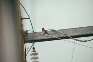 Bird Migration A Global Journey