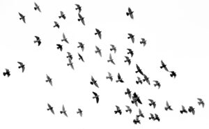 Bird of the Forgotten Sky
