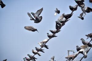 Bird with a Map of the Sky