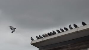 Bird with the Midnight Eyes