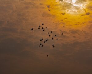 Birds of Prey Hunters of the Skies