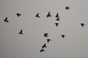Birdwatcher’s Curse