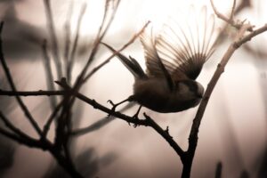Chasing the Bird
