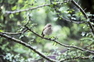 Feathers in the Wind