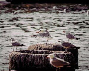 One Bird, Many Skies