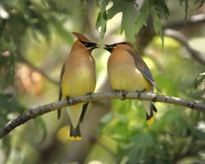 Songs of the Sky Bird Calls and Communication
