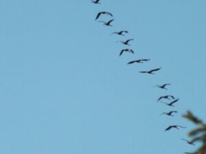 The Backyard Birder