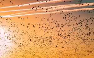 The Birdwatcher's Handbook