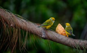 The Nest Builders