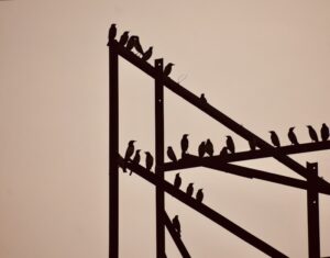 Tiny Travelers The Lives of Small Birds