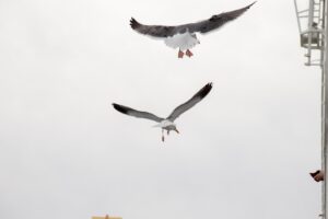 Urban Wings Birds in the City