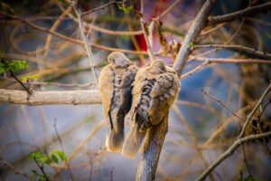 Wings of Wonder Birds in Myth and Culture